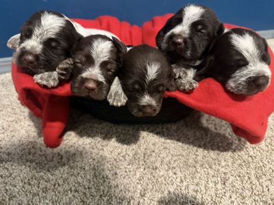 AKC Wirehaired Pointing Griffon