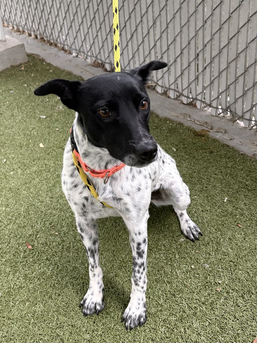 A165392 Afton is Available for Adoption!