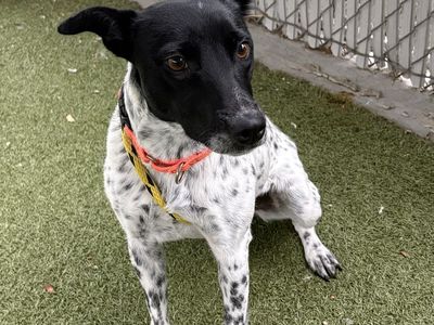 A165392 Afton is Available for Adoption!