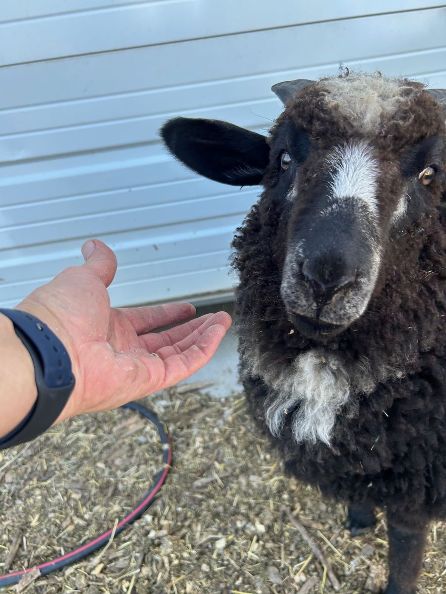 Adorable Navajo Churro Ewe Lamb