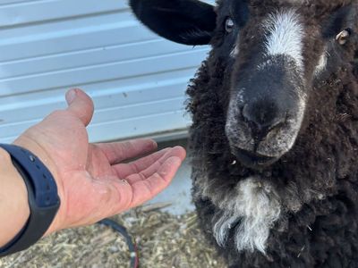 Adorable Navajo Churro Ewe Lamb