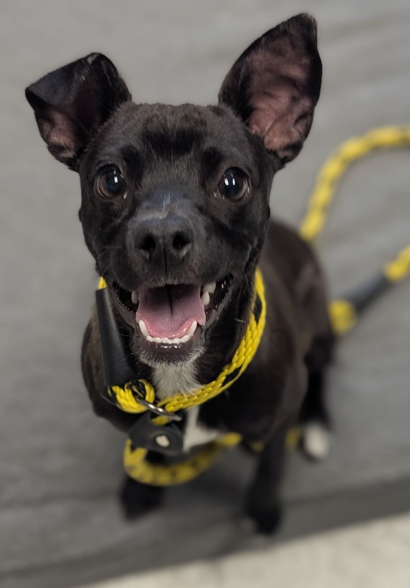 A163477 Wolverine is Available for Adoption!