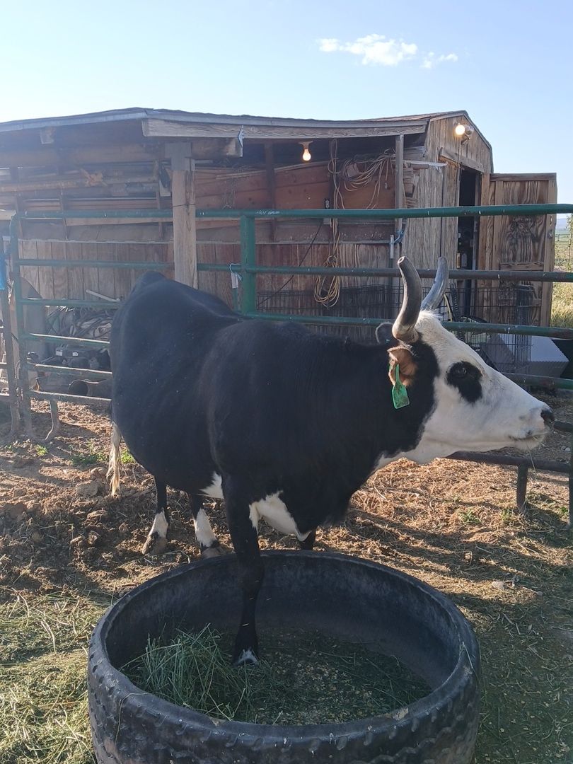 Butcher Cow