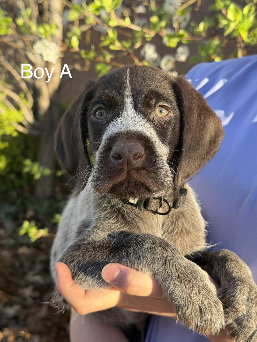 German Wirehaired Pointers