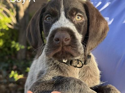 German Wirehaired Pointers