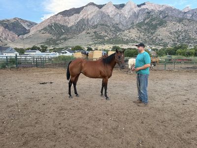 12 yr old grade mare