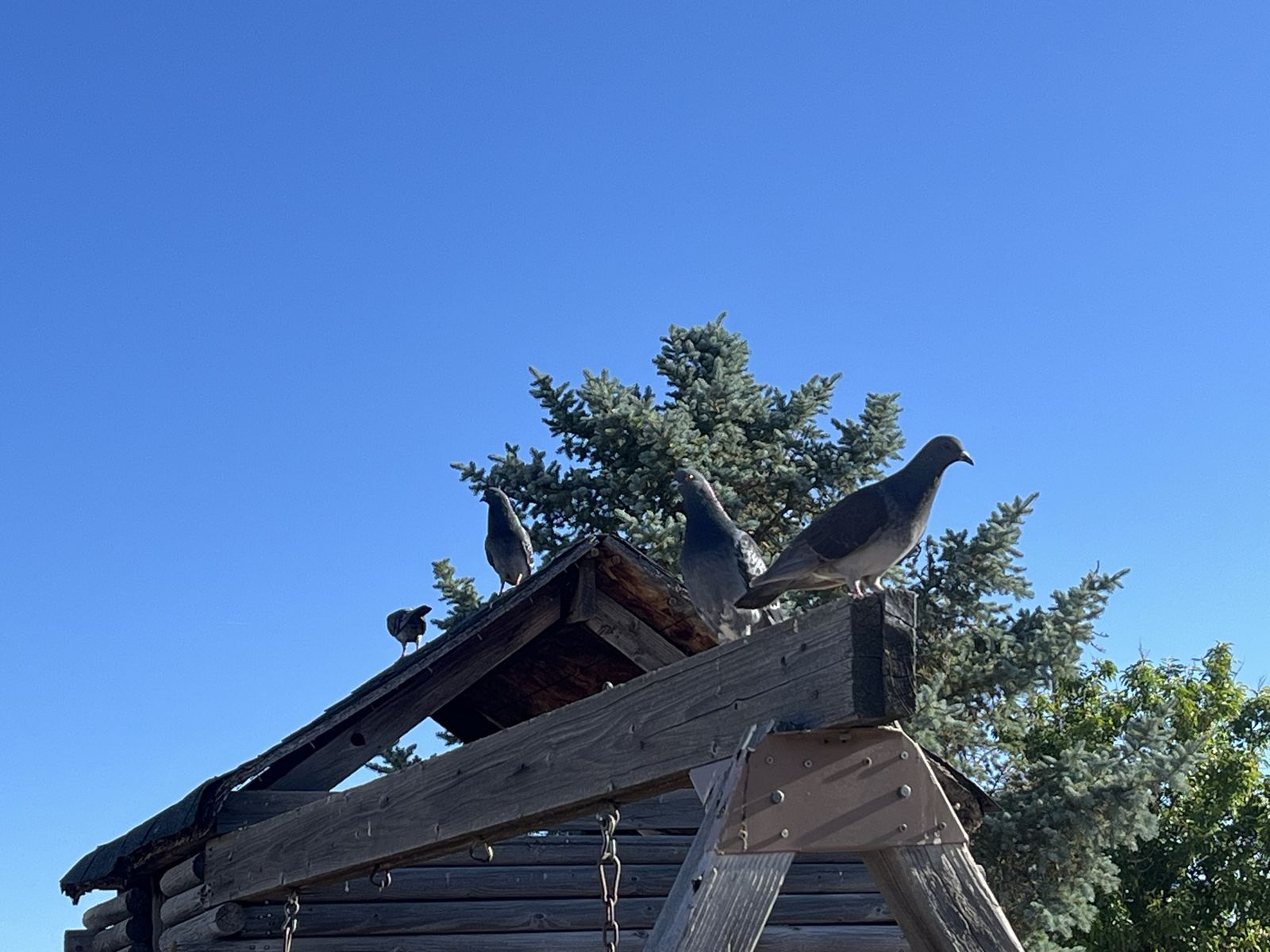 Homing Pigeons