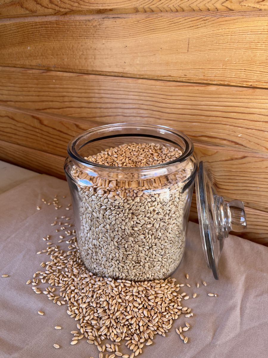 Organically Grown Hard White Wheat