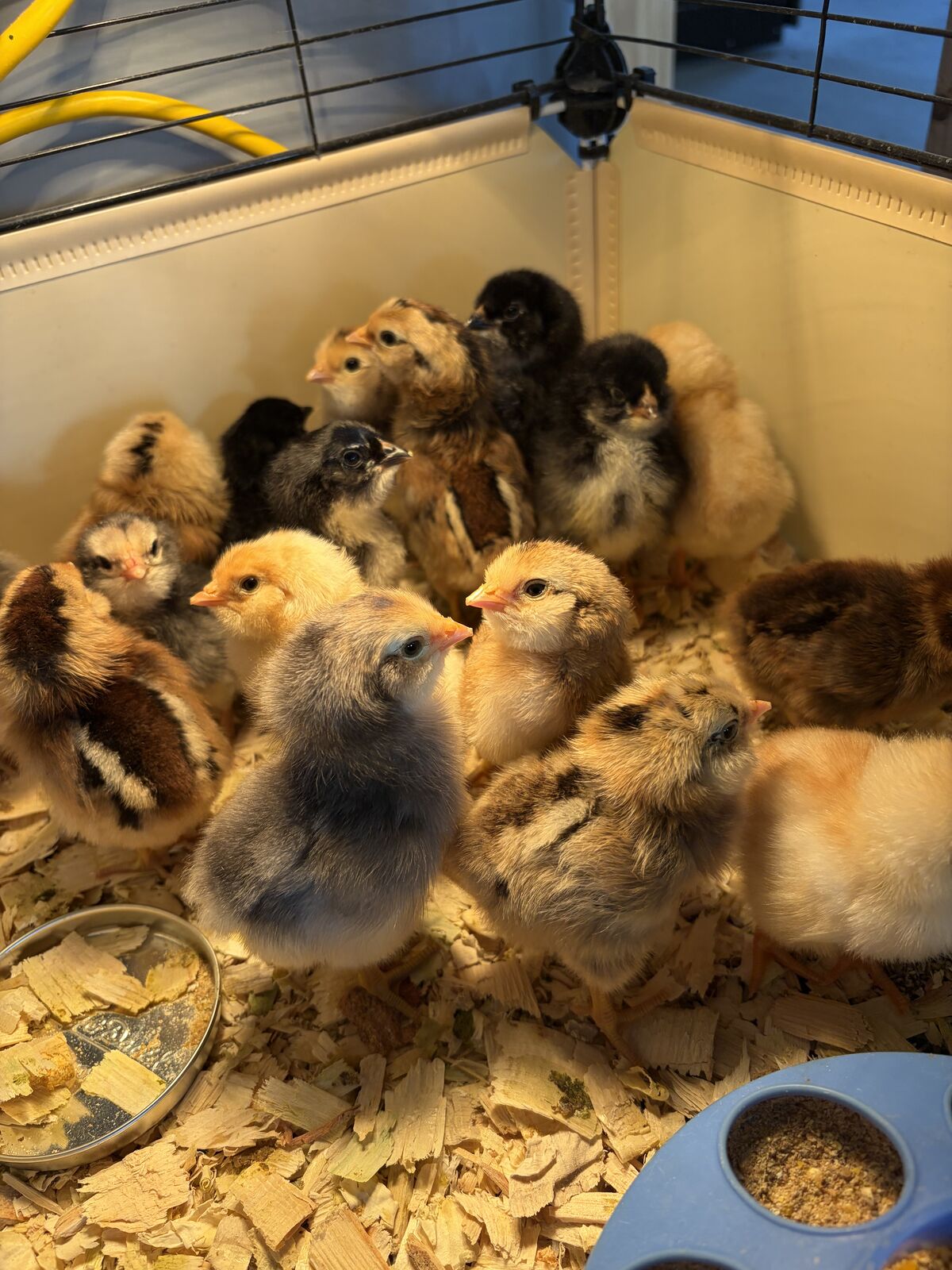 Baby Chicks