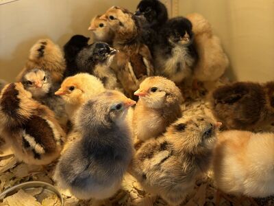 Baby Chicks