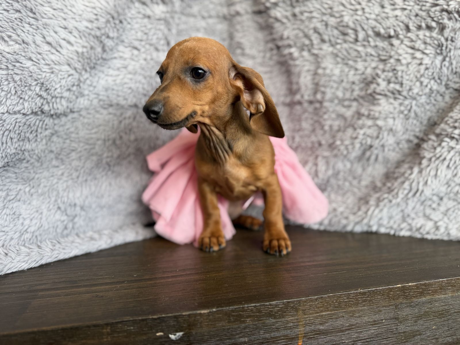 Tweenie WeeniE Dachshunds