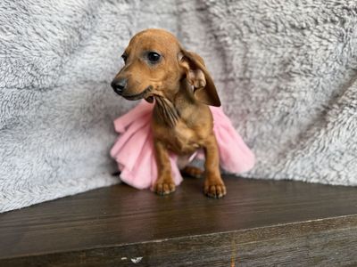 Tweenie WeeniE Dachshunds