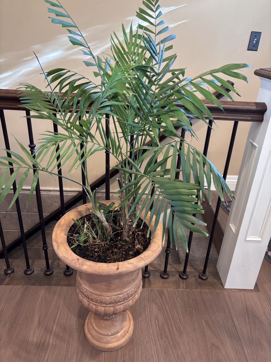 Large Palm Plant In Planter