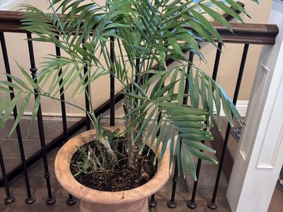 Large Palm Plant In Planter