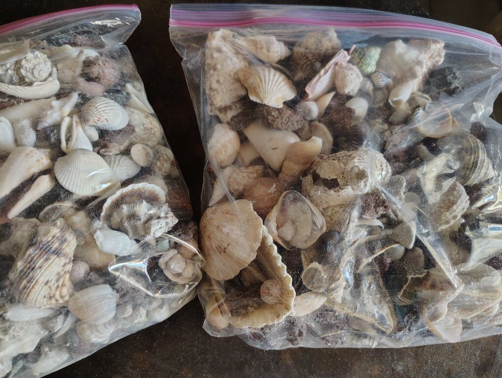 Shells and Fish tank media