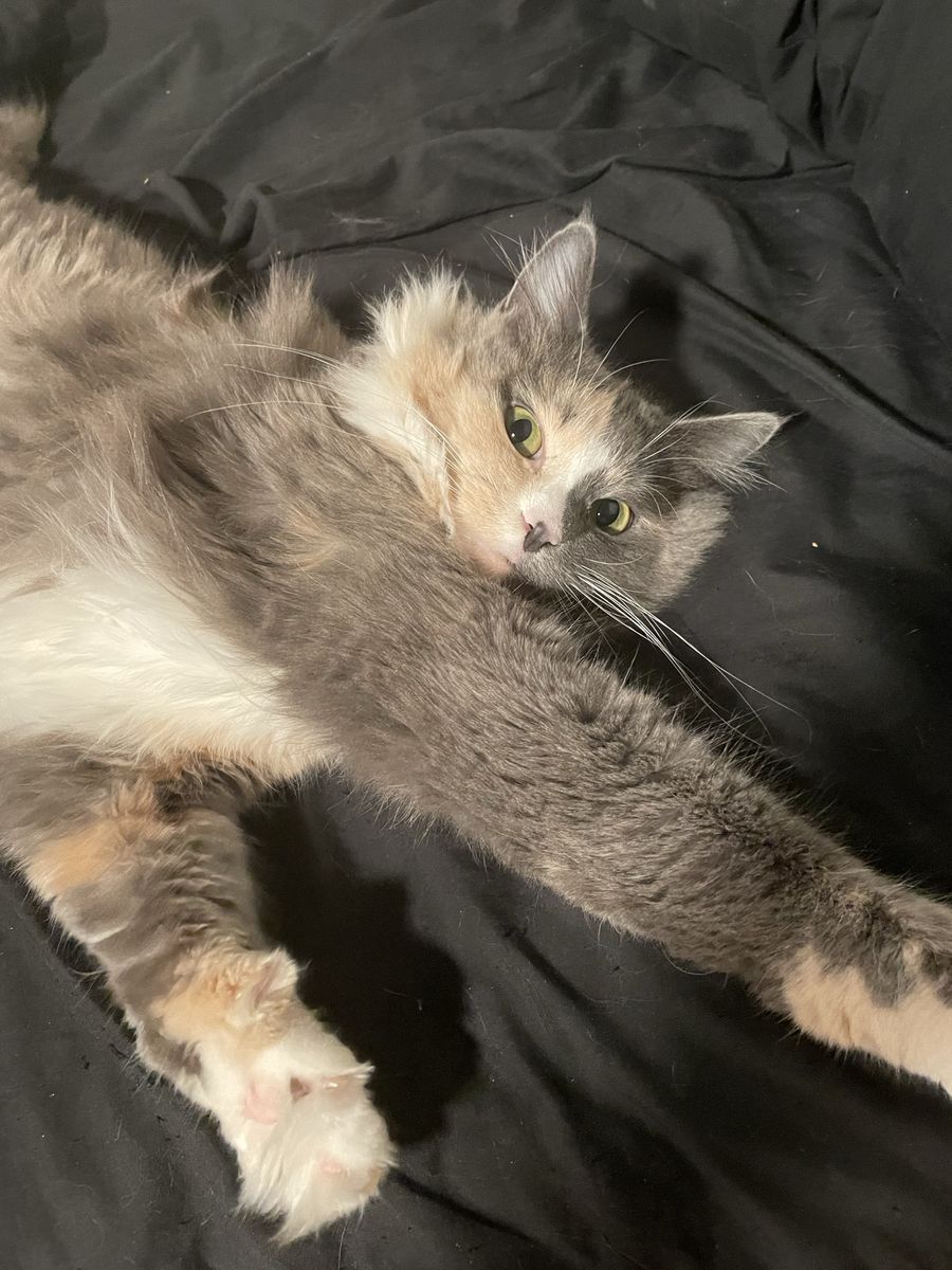 Cat for Sale (Suki)