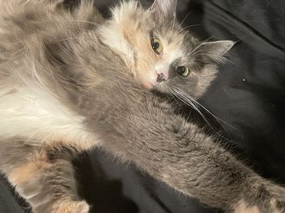 Cat for Sale (Suki)