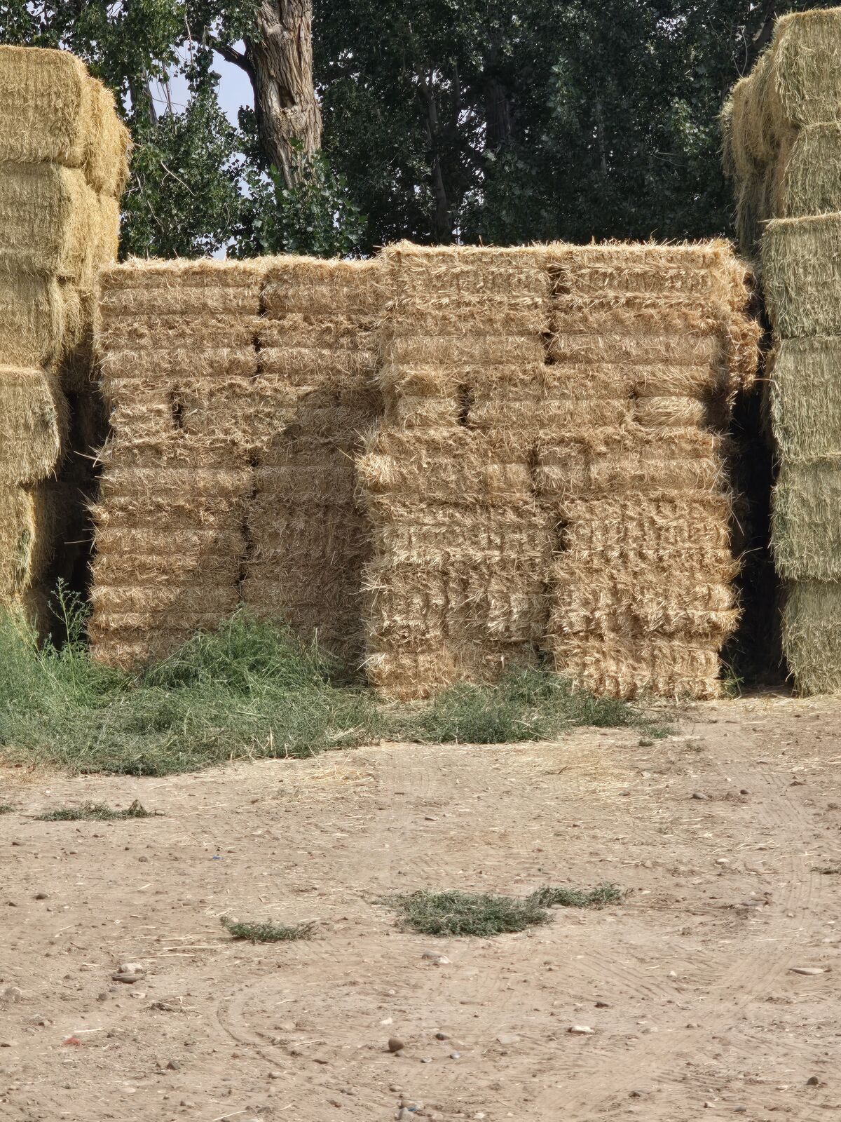 Wheat straw