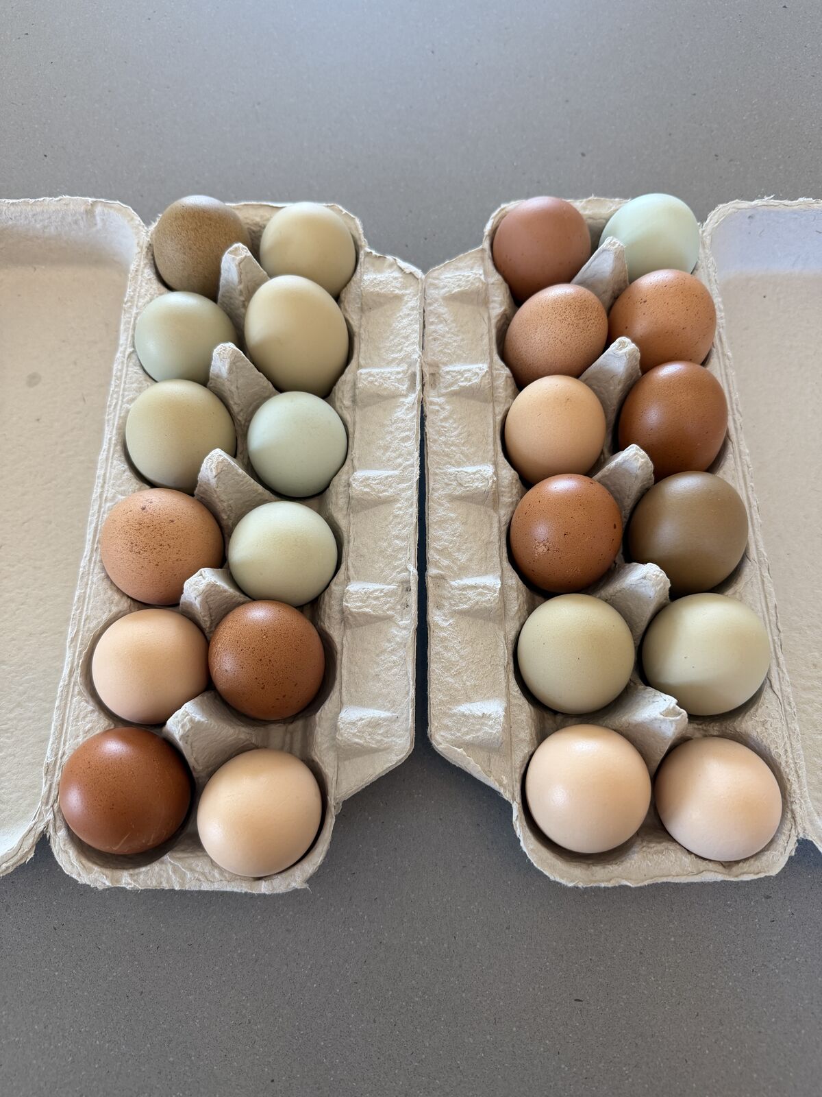 Backyard Pasture Raised Eggs
