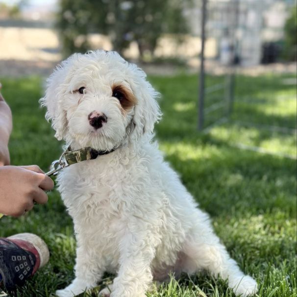 Meet Big J: Your New Furry Best Friend!