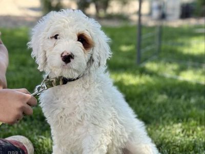Meet Big J: Your New Furry Best Friend!