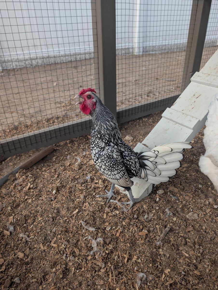 FREE  Rooster
