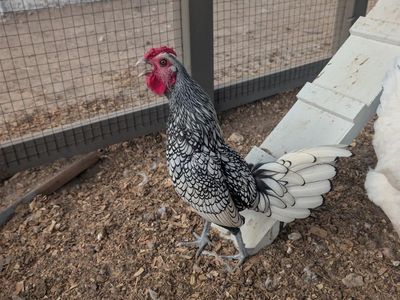 FREE Rooster