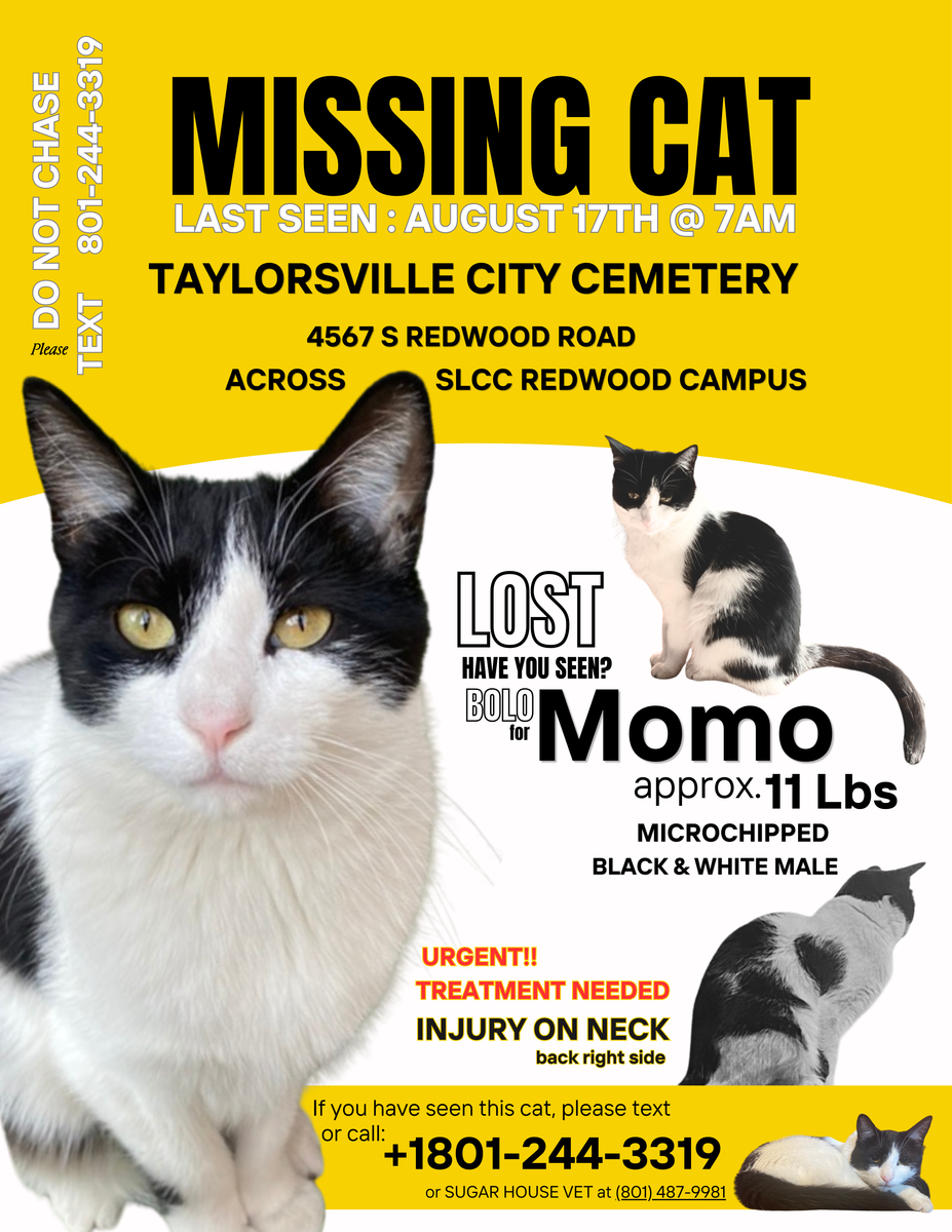 LOST - Cat - black & white male