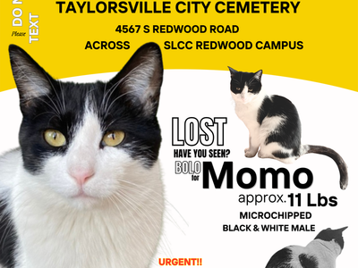 LOST - Cat - black & white male