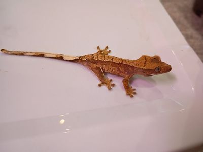 juvenile crested gecko