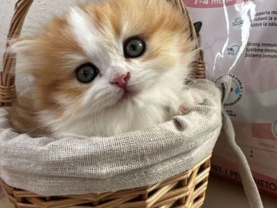 GORGEOUS RARE LONG-LEG MUNCHKIN BABY ā READY TO GO!