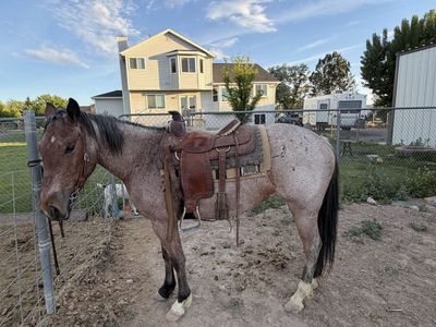 Roan mare 4 years old