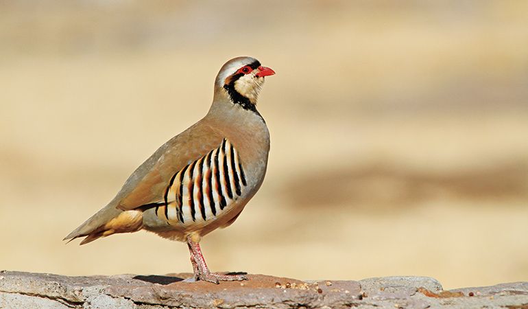 Chukars