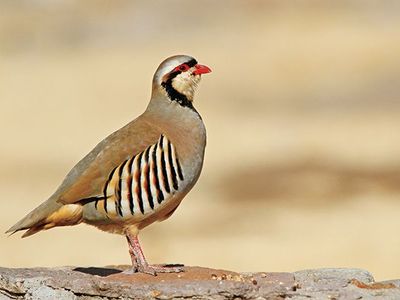 Chukars
