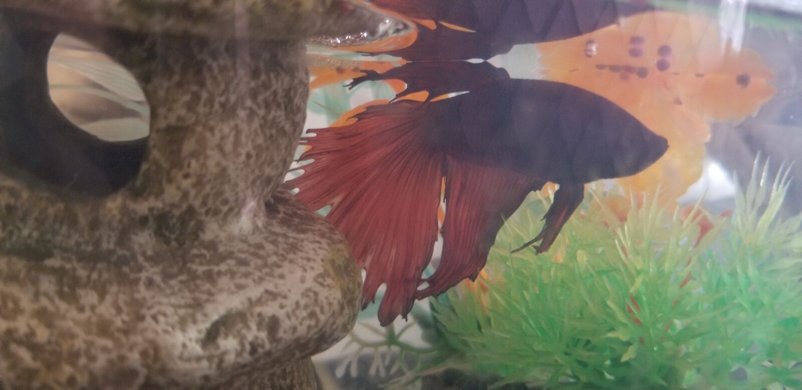 2 Betta fish and tank Free