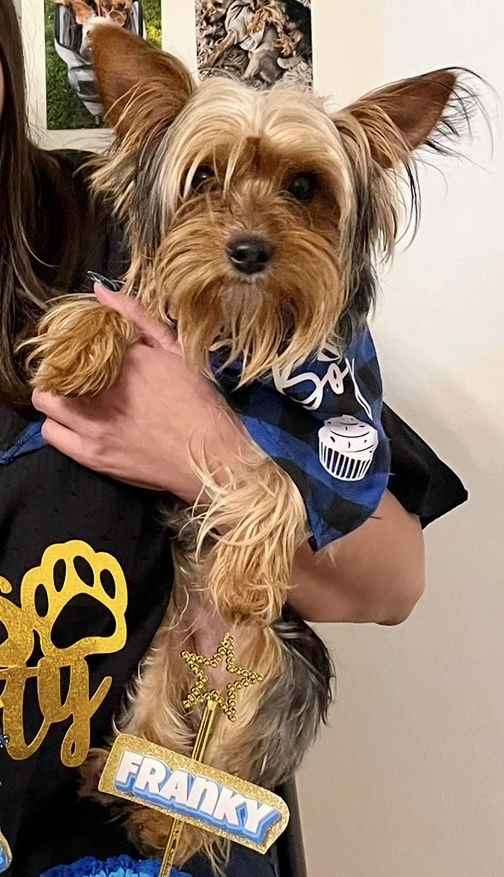 5lb Yorkie Males stud service