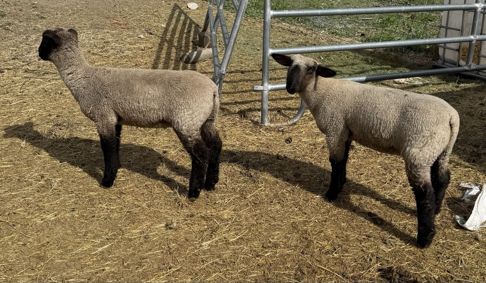 4-H Fair Show Lambs