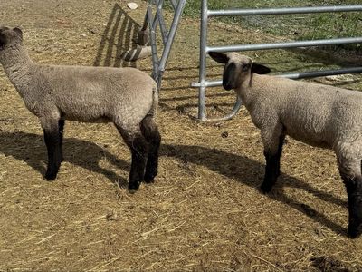 4-H Fair Show Lambs