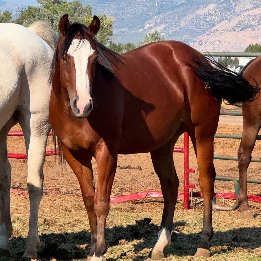 3yr old papered mare