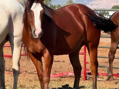 3yr old papered mare