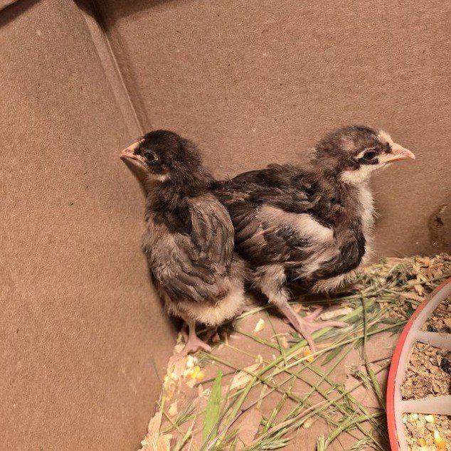 chocolate Orpington chicks