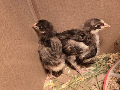chocolate Orpington chicks