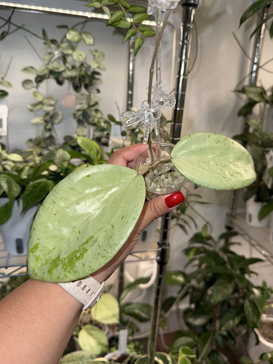 Hoya glabra (Kapuas Hulu, silver) - Plant