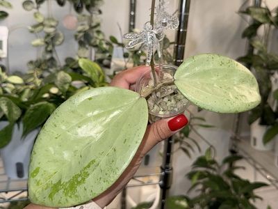 Hoya glabra (Kapuas Hulu, silver) - Plant