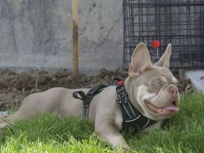 New Shade Isabella French Bulldog Frenchie Stud