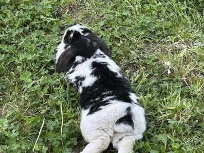 Rabbits