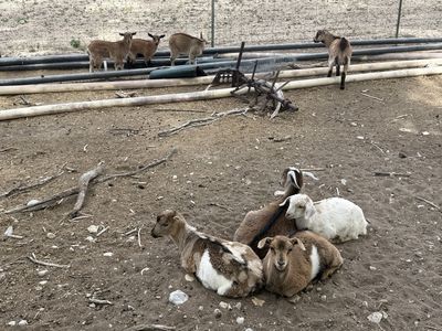 15 — 2-3 month old goats