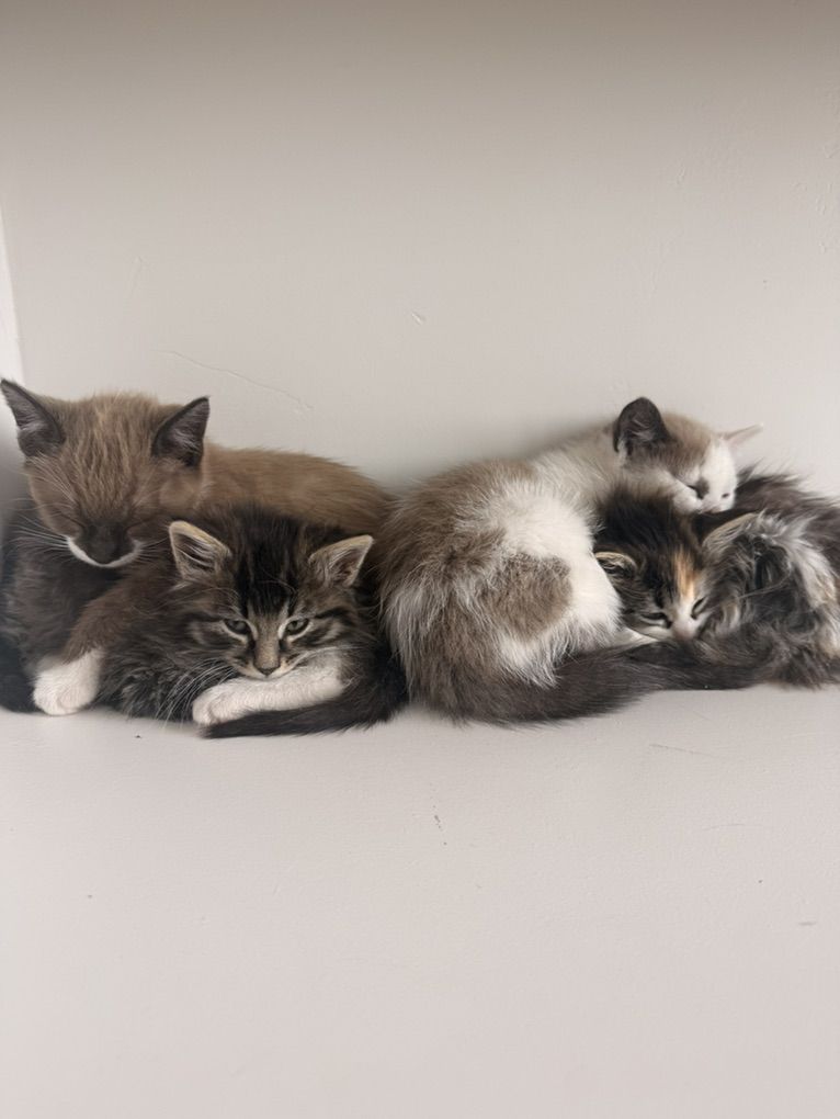 Kittens