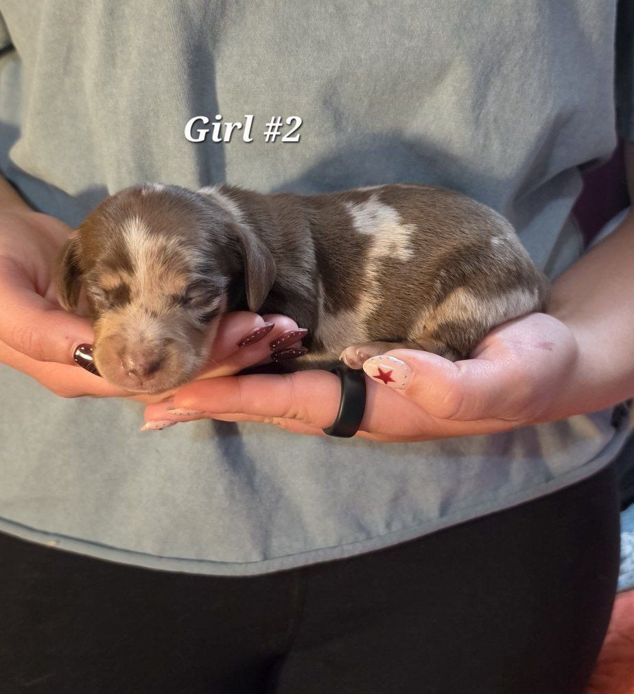 Dappled Pie Dachshund girl!