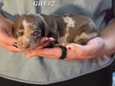Dappled Pie Dachshund girl!